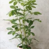 PLANT Schefflera Amate Hot