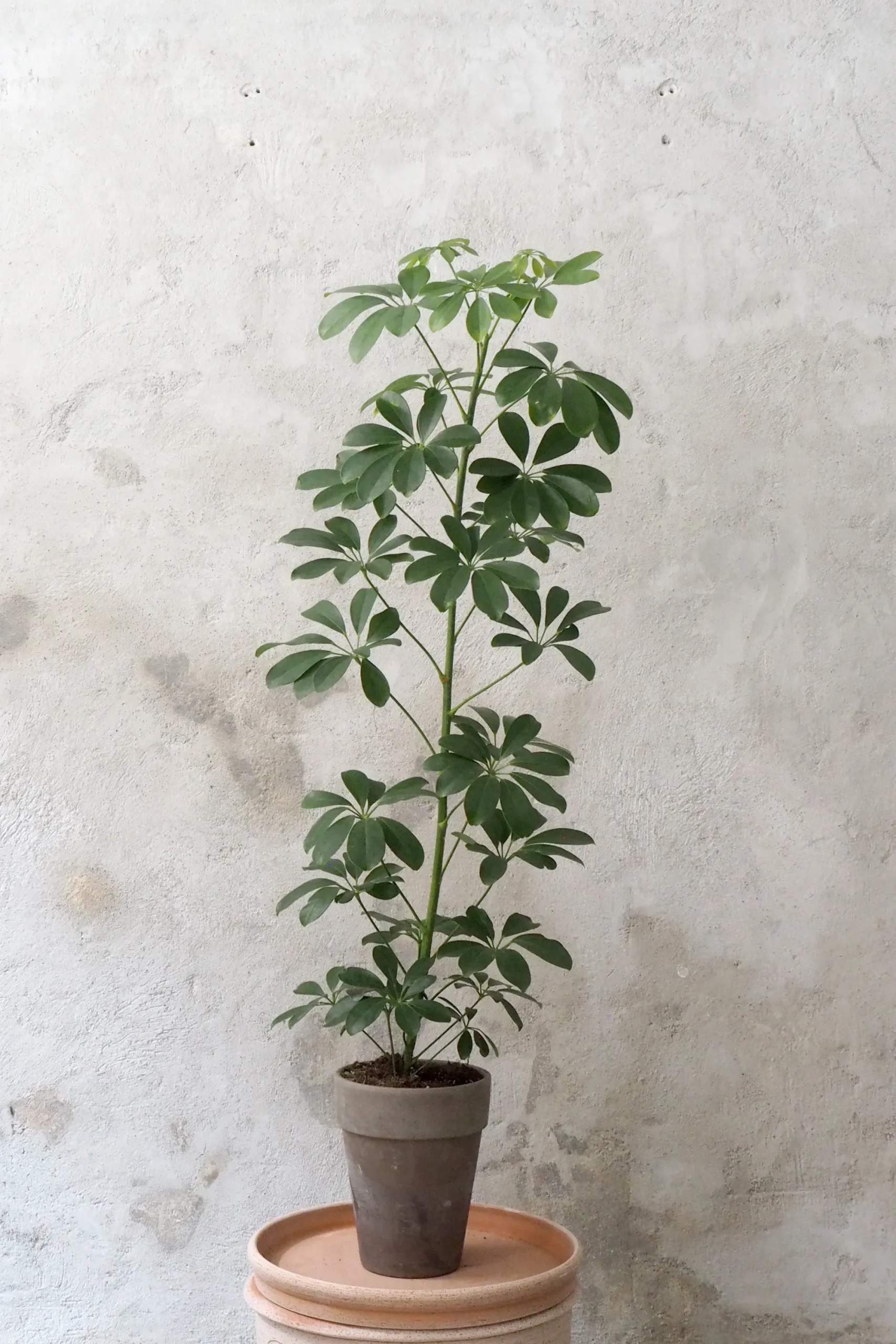 PLANT Schefflera arboricola Best
