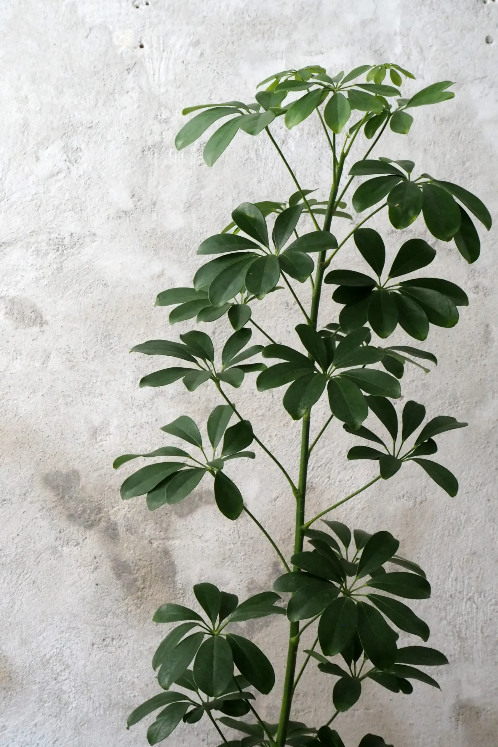 PLANT Schefflera arboricola Best