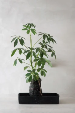PLANT Schefflera på Lavasten Discount