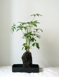PLANT Schefflera på Lavasten Discount