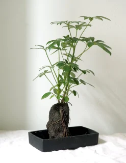 PLANT Schefflera på Lavasten Discount