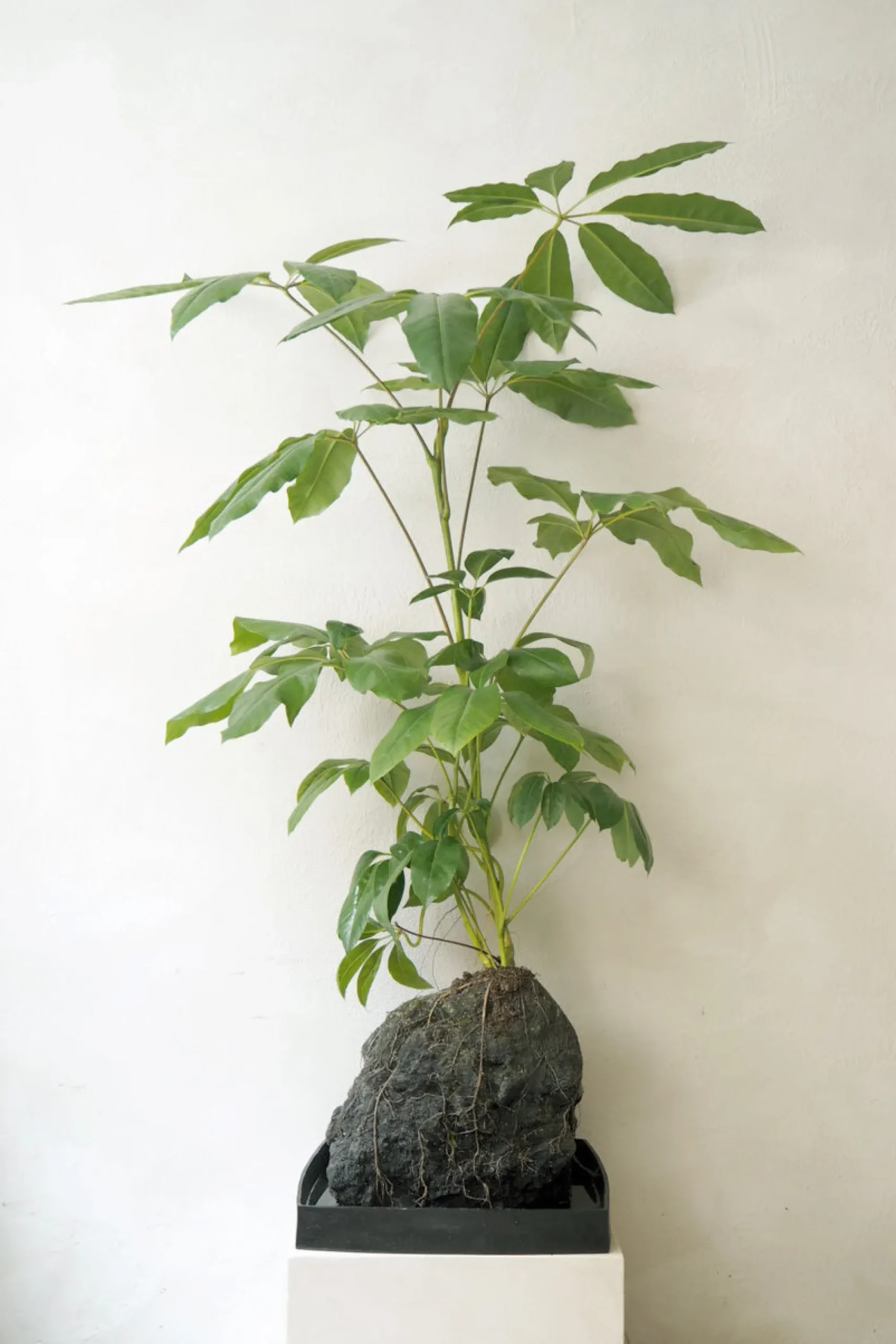 PLANT Schefflera på Lavasten, oversize Sale