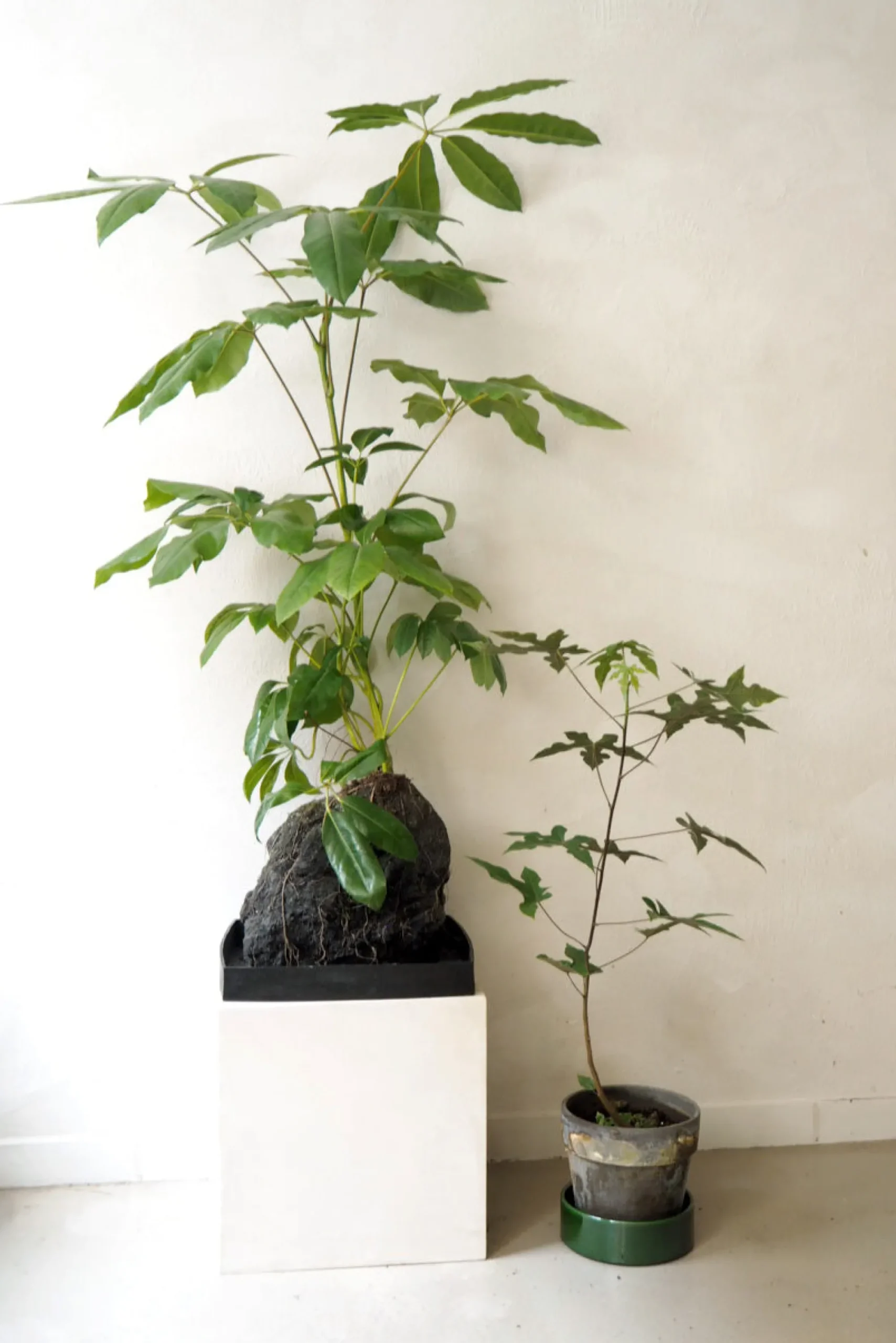PLANT Schefflera på Lavasten, oversize Sale