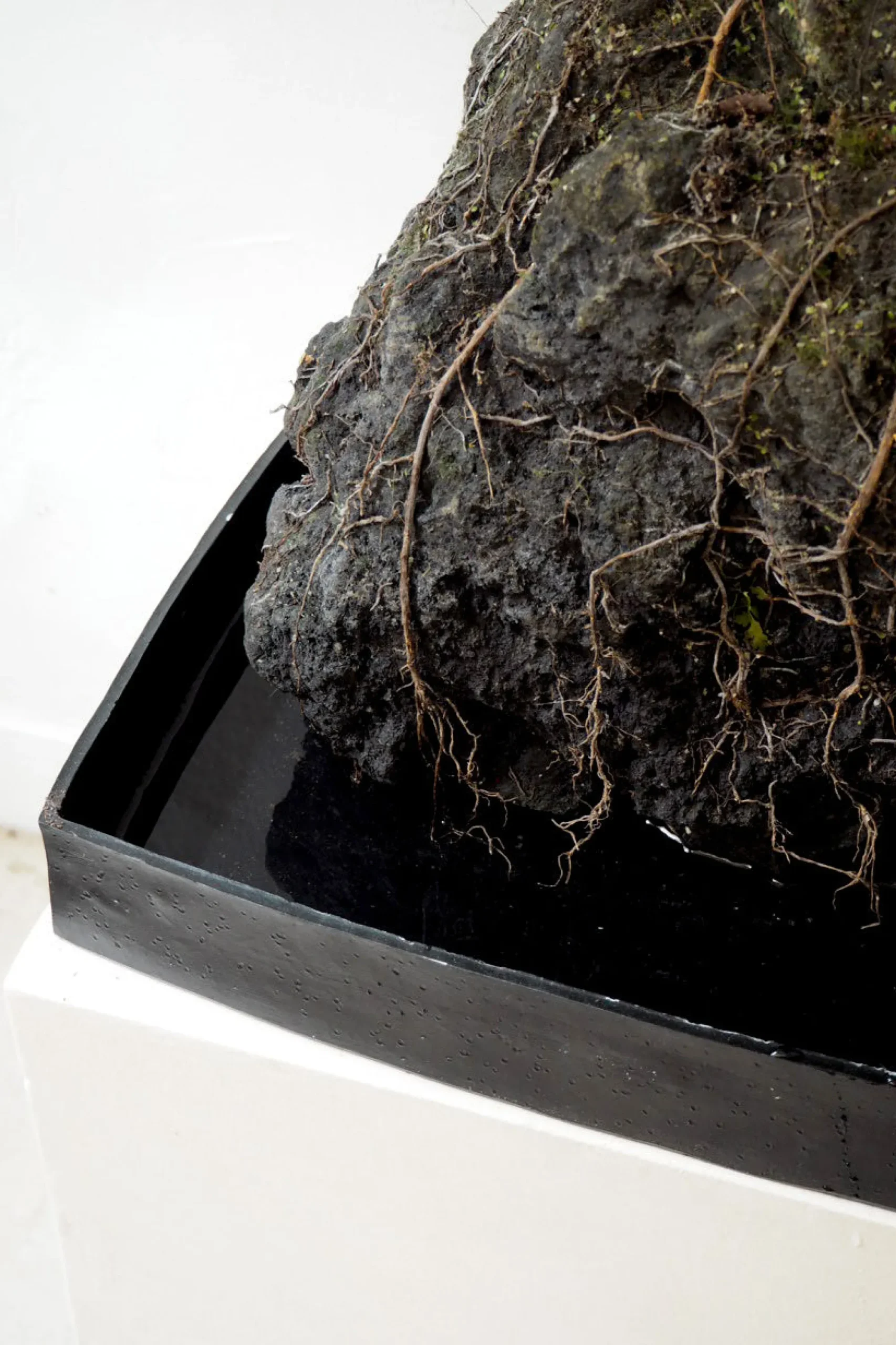 PLANT Schefflera på Lavasten, oversize Sale