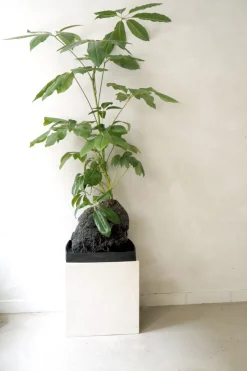 PLANT Schefflera på Lavasten, oversize Sale