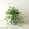 PLANT Seleginelle Peacock bregne Sale
