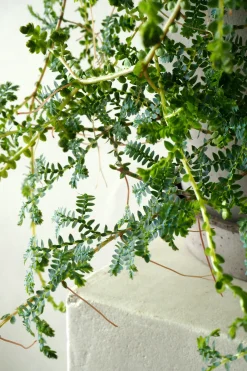 PLANT Seleginelle Peacock bregne Sale
