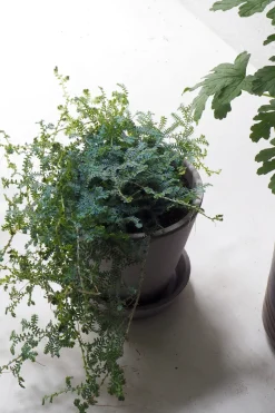 PLANT Seleginelle Peacock bregne Sale