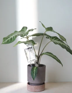 PLANT Selvvandende Life support, lille Best