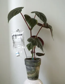 PLANT Selvvandende Life support, stor Online