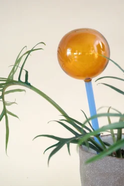 PLANT Selvvandingsglas - Amber/Blå New