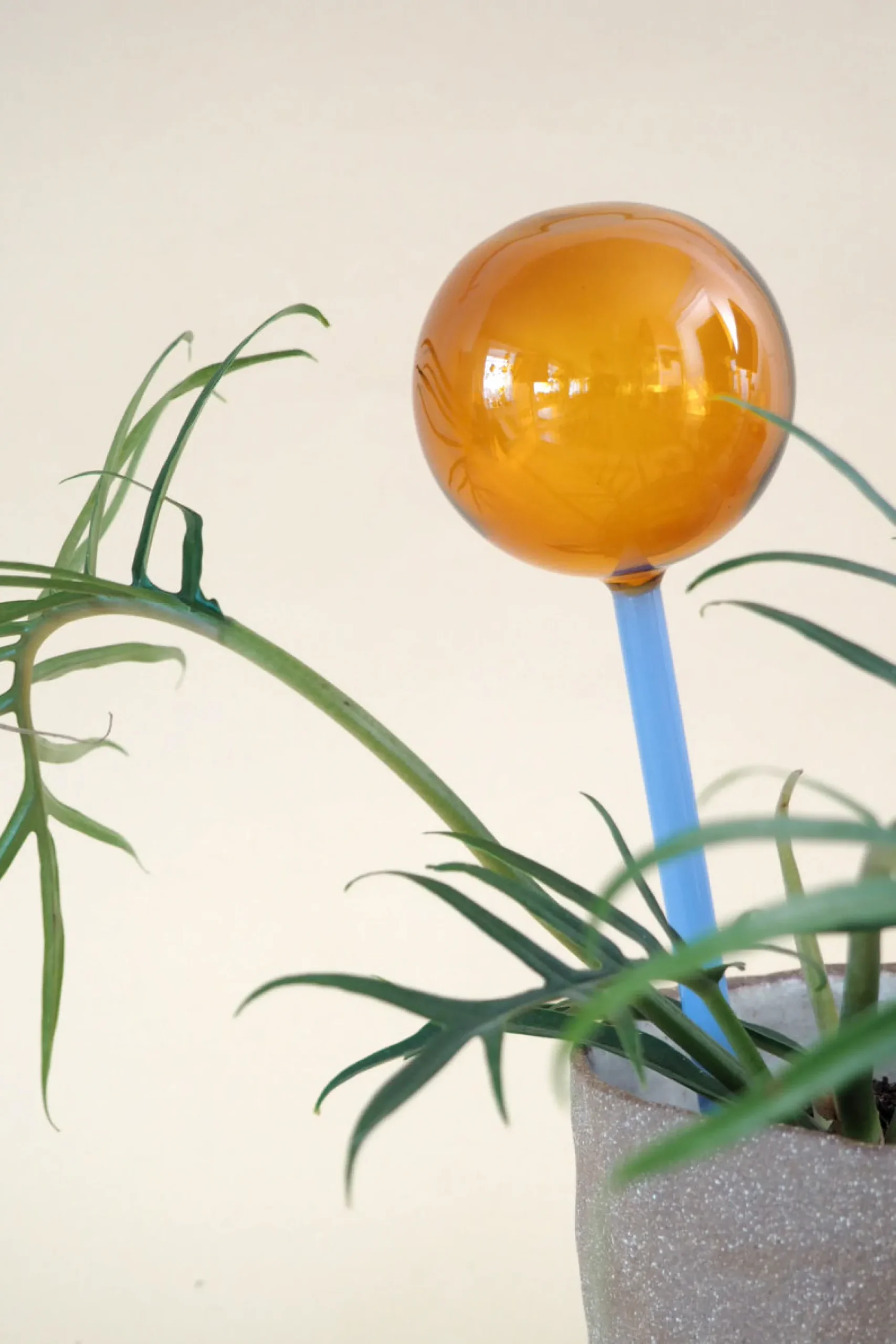 PLANT Selvvandingsglas - Amber/Blå New