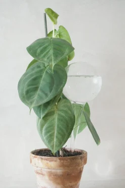 PLANT Selvvandingsglas, 4 stk New