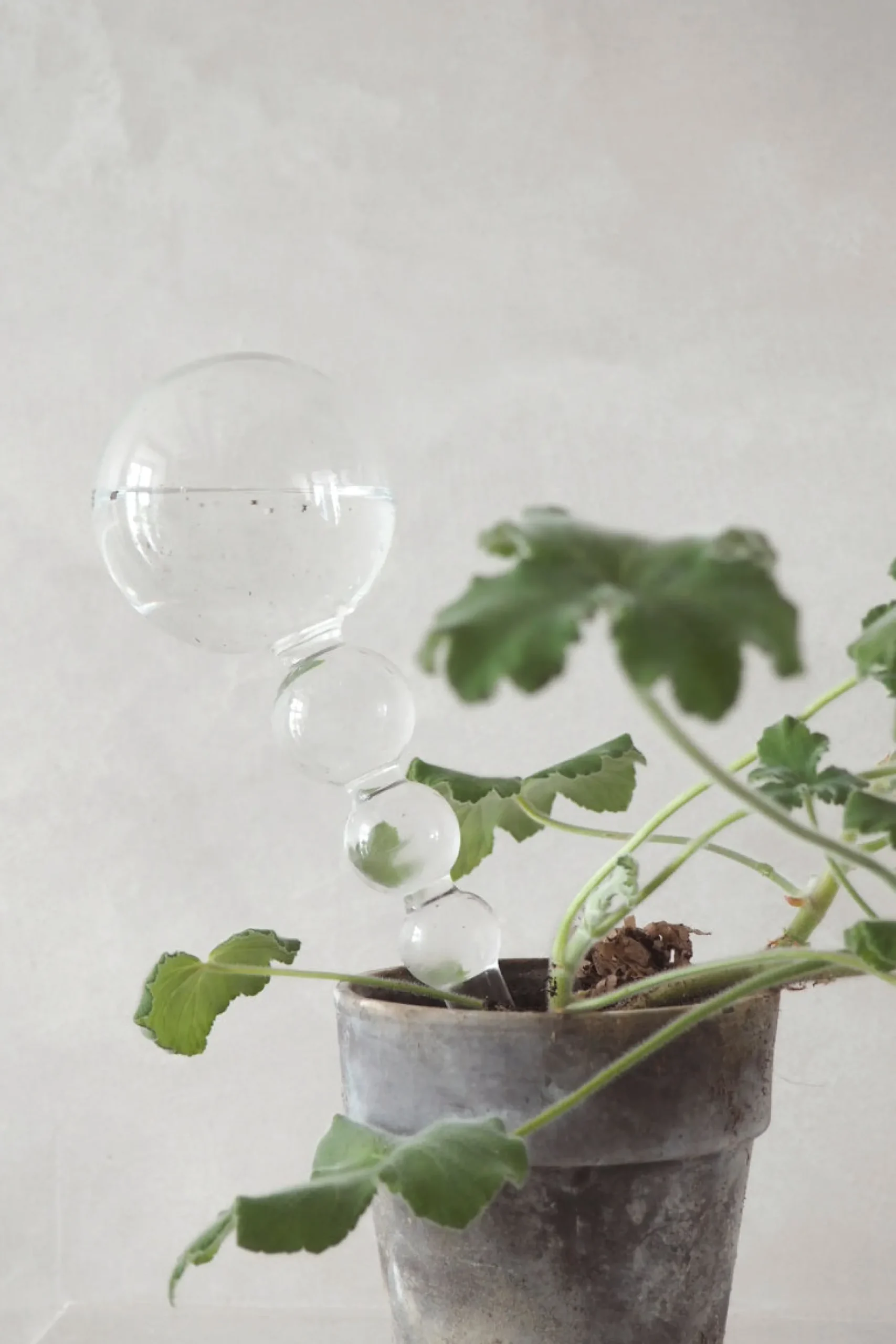 PLANT Selvvandingsglas, 4 stk New