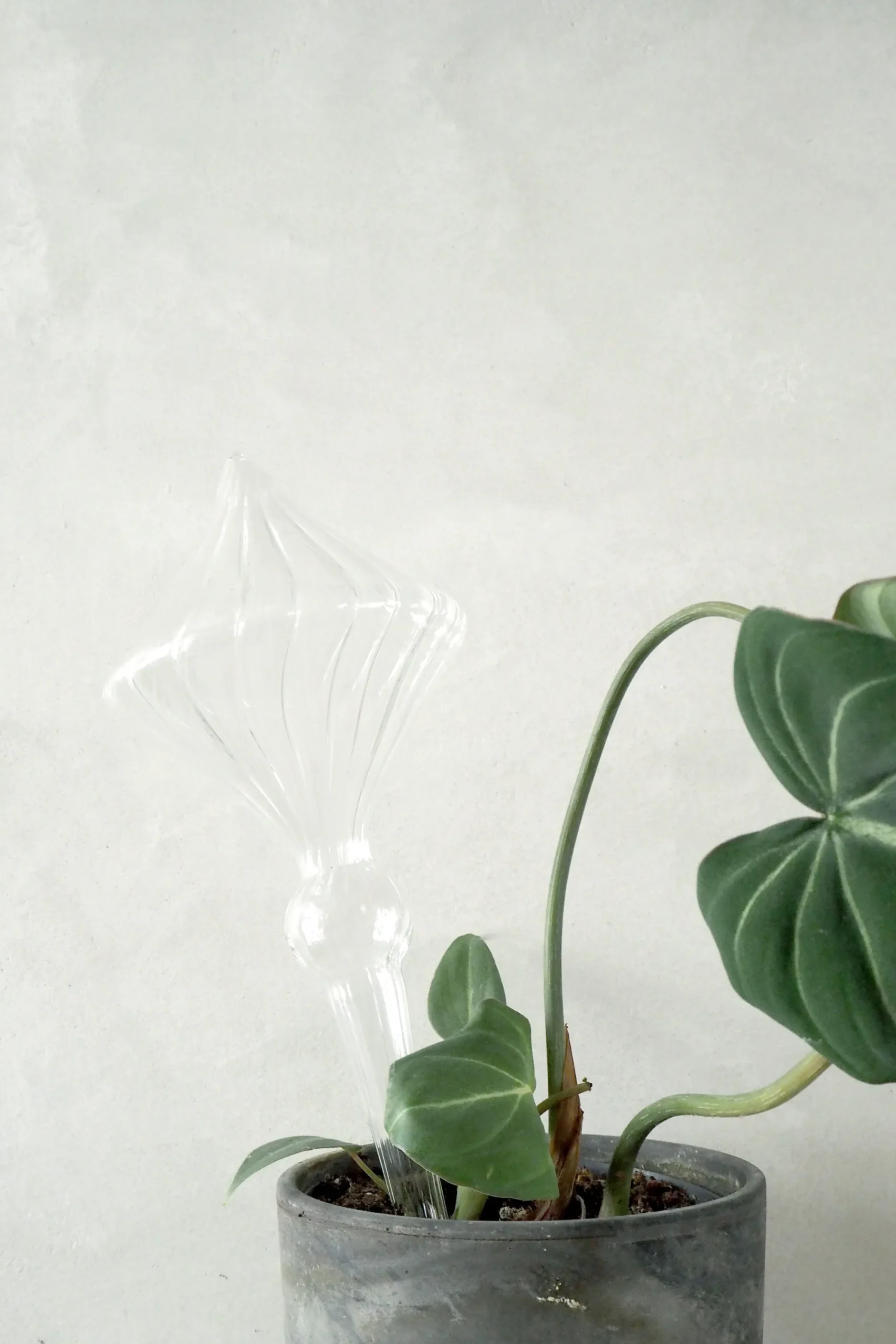 PLANT Selvvandingsglas, diamond Discount