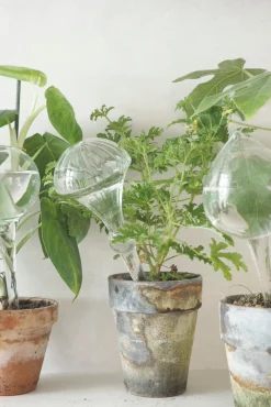 PLANT Selvvandingsglas, dot Clearance