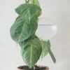 PLANT Selvvandingsglas, globe Clearance