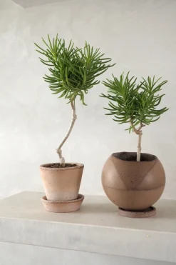 PLANT Senecio barbertonicus Hot