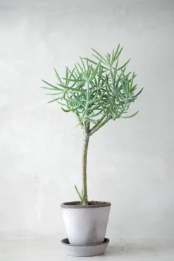 PLANT Senecio Talinoidem Hot