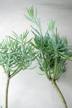 PLANT Senecio Talinoidem Hot