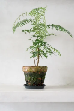 PLANT Silke Eg Discount
