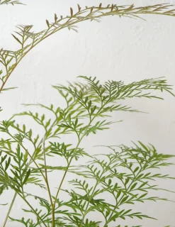 PLANT Silkeeg