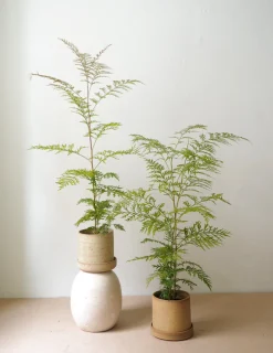 PLANT Silkeeg