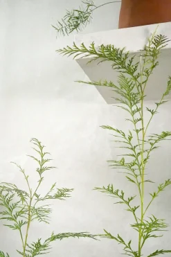 PLANT Silkeeg
