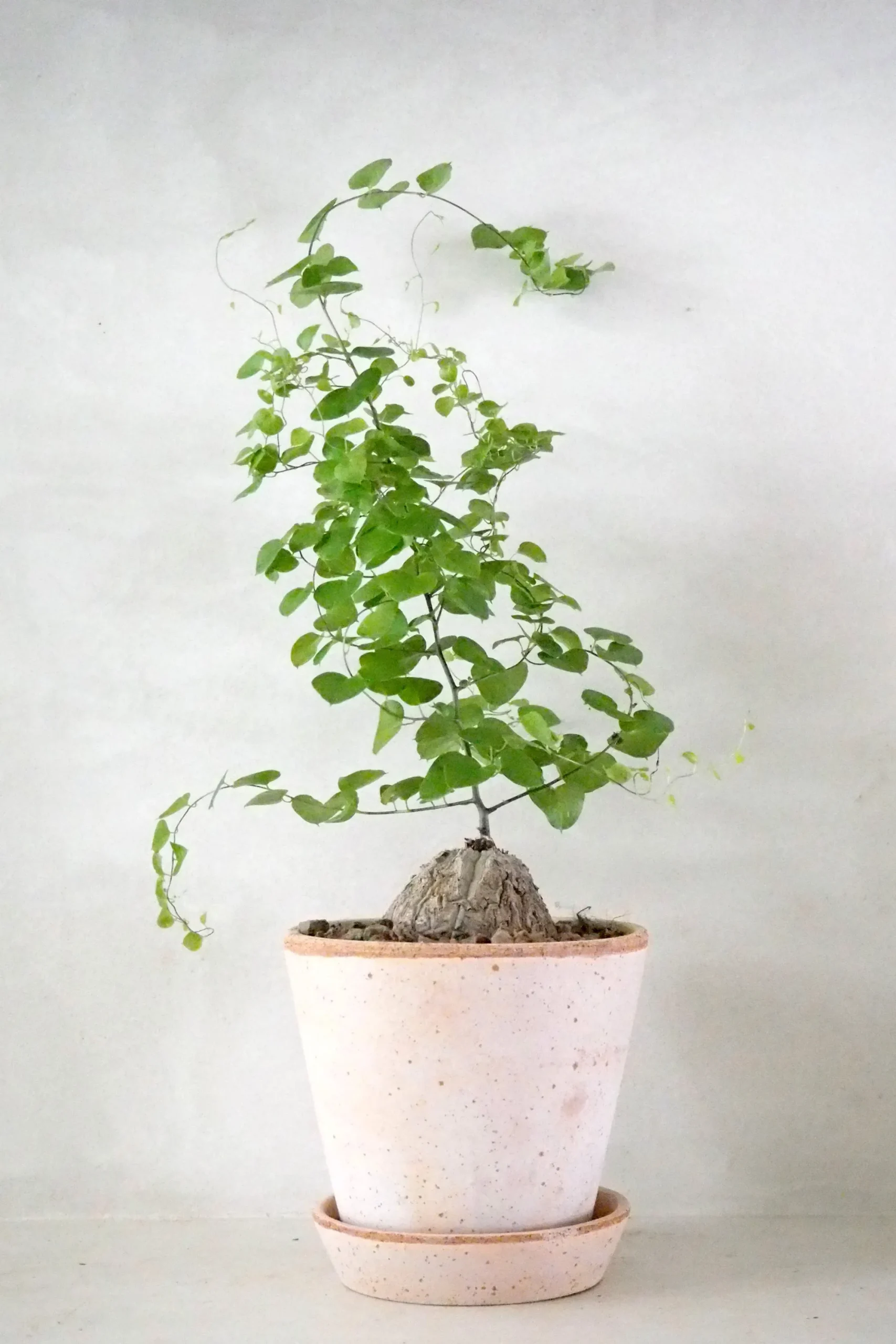 PLANT Skildpaddee - Dioscorea Elepantipes Clearance