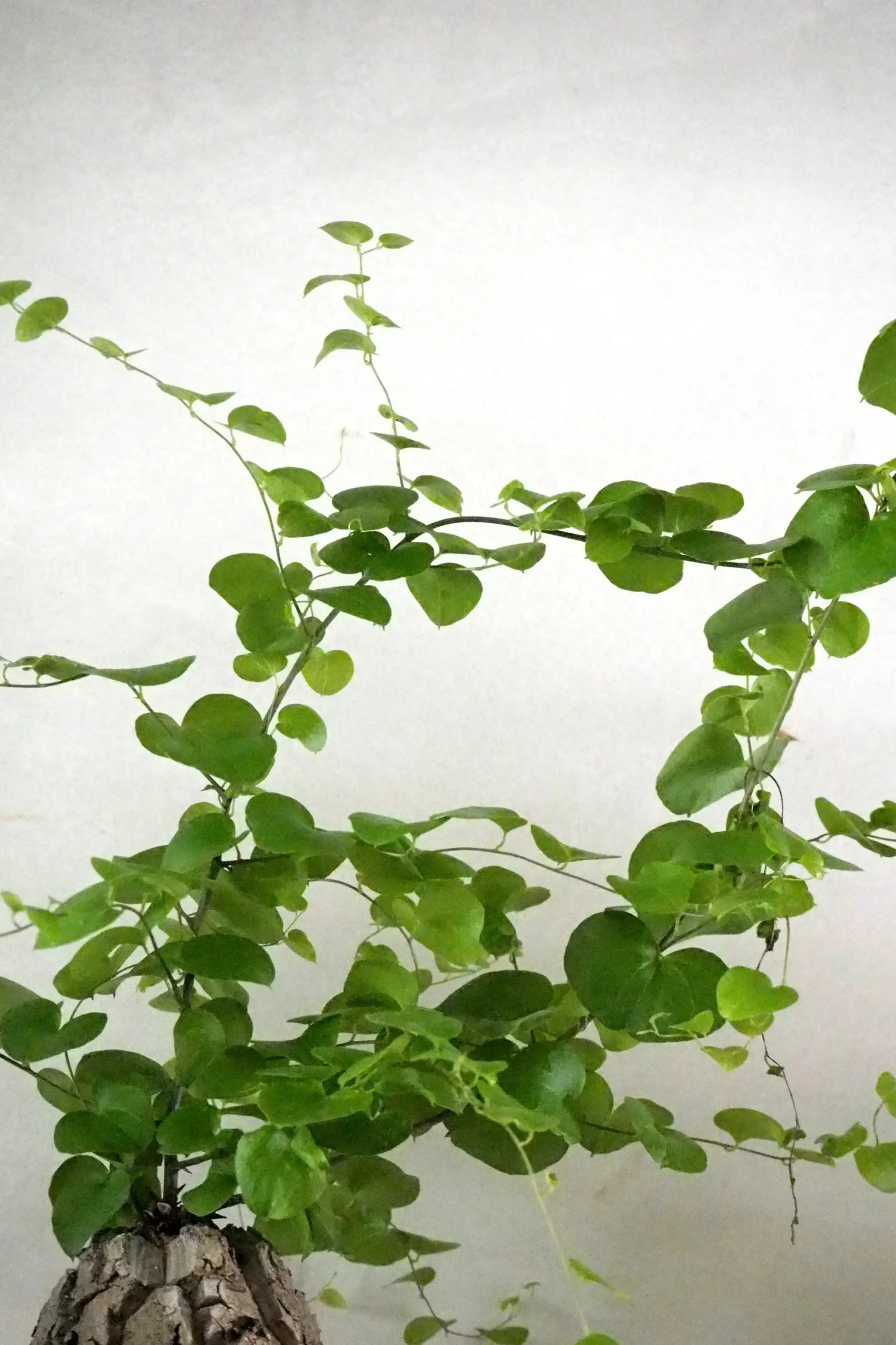 PLANT Skildpaddee - Dioscorea Elepantipes Clearance