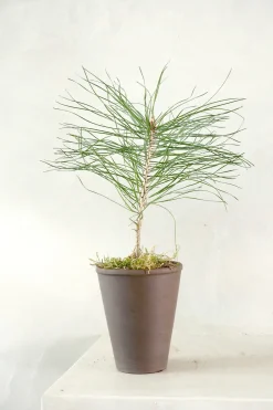 PLANT Skovfyr