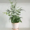 PLANT Sølvbånd bregne Outlet