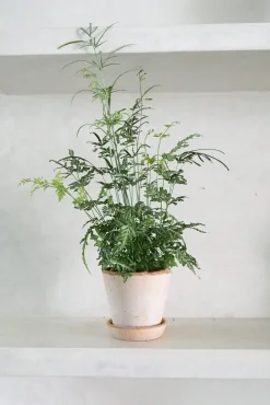 PLANT Sølvbånd bregne Outlet