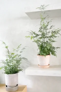 PLANT Sølvbånd bregne Outlet