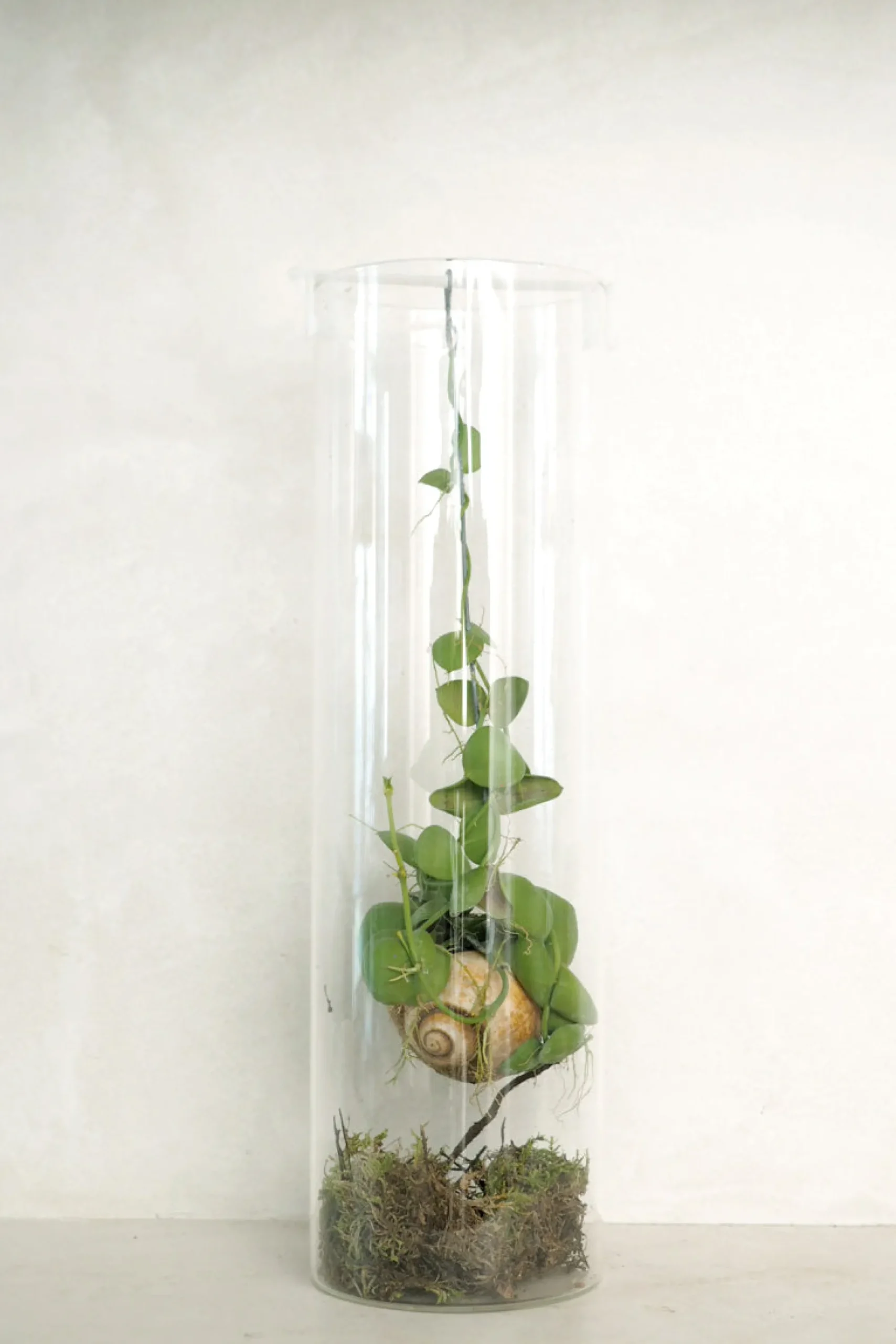 PLANT Snaily Dischidia - i glasvase Online