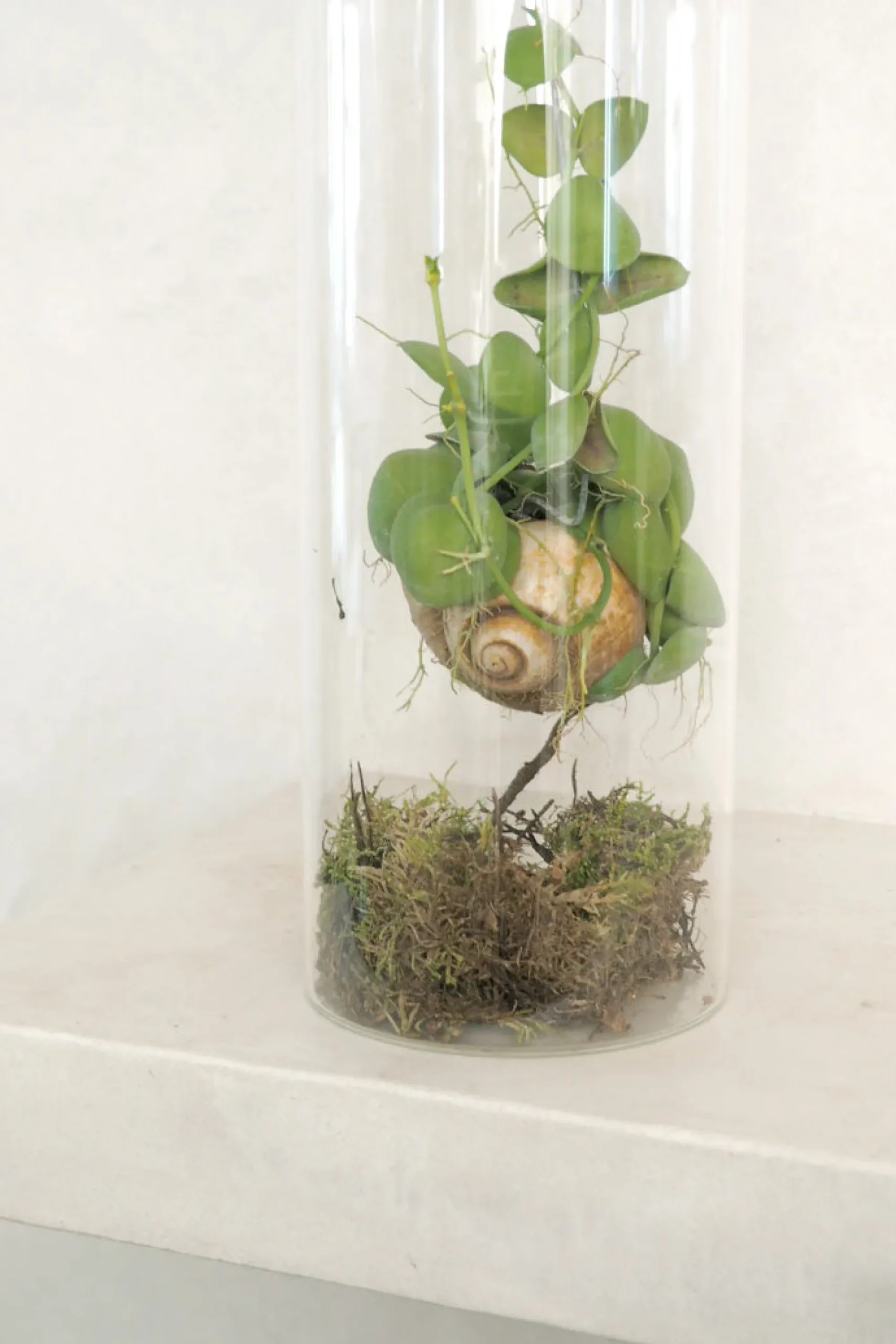 PLANT Snaily Dischidia - i glasvase Online
