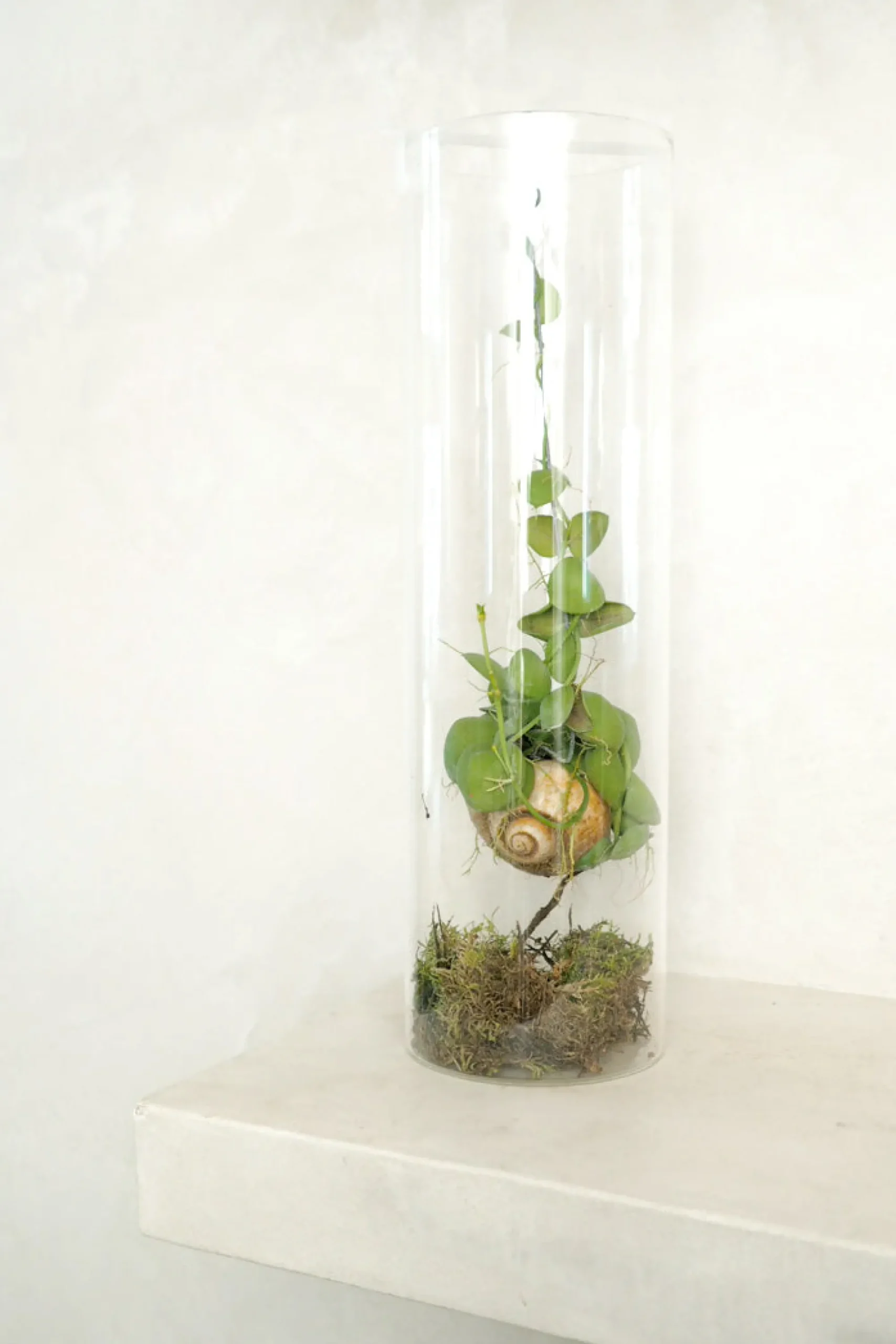 PLANT Snaily Dischidia - i glasvase Online