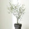 PLANT Sophora Hot