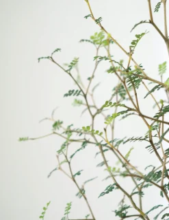 PLANT Sophora Hot