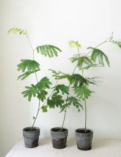 PLANT Sovetræ Clearance