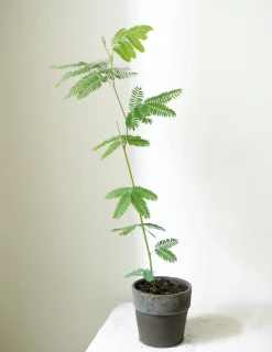 PLANT Sovetræ Clearance
