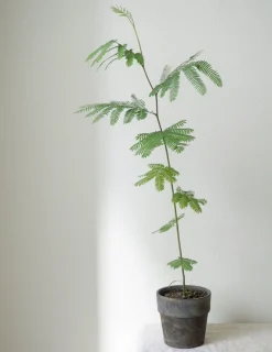 PLANT Sovetræ Clearance