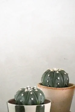 PLANT Søpindsvinkaktus Outlet