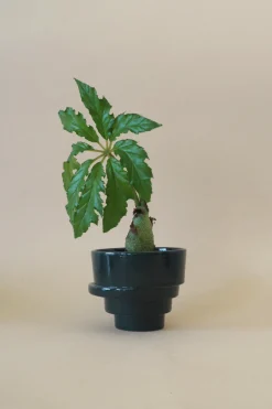 PLANT Stabel krukke, mørkegrøn New