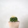 PLANT Stenocactus Clearance