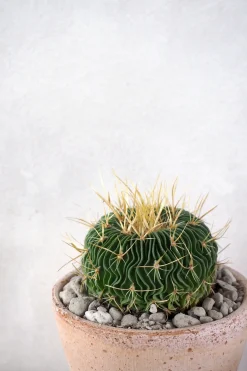 PLANT Stenocactus Clearance
