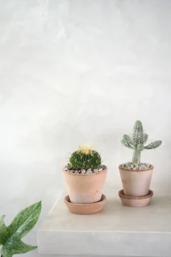 PLANT Stenocactus Clearance