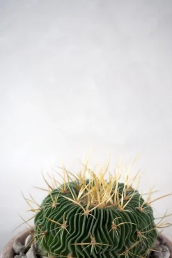 PLANT Stenocactus Clearance