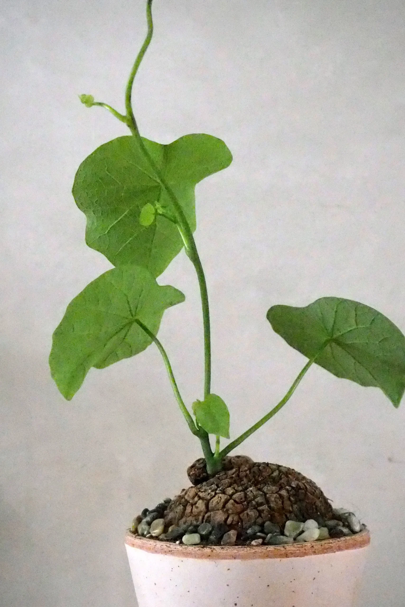 PLANT Stephania suberosa Outlet